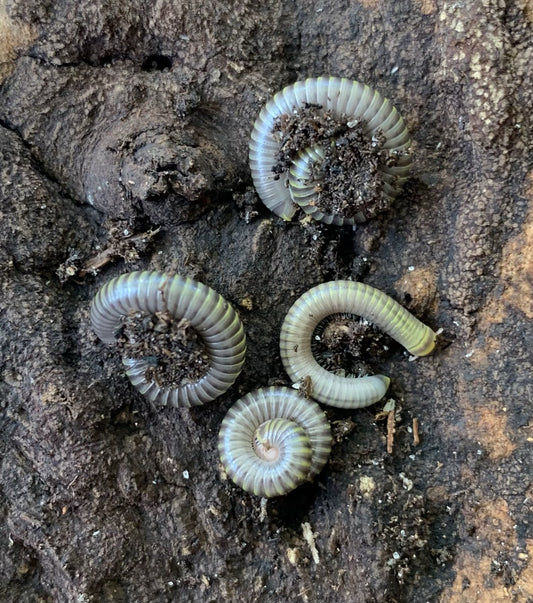 WC Bumblebee Millipede