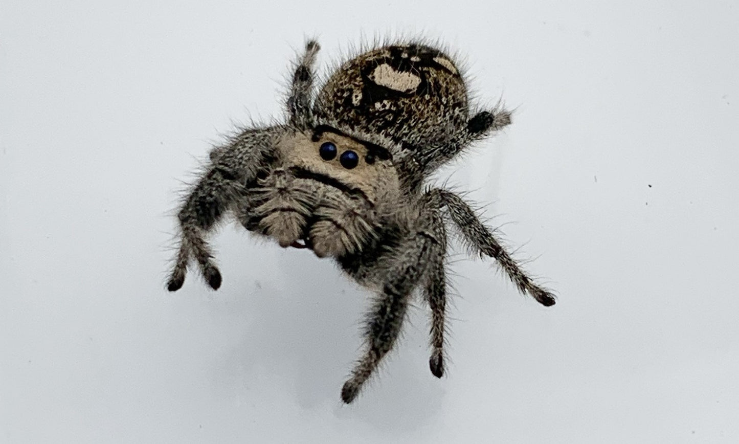 Jumping Spider Kit *Spider Included*