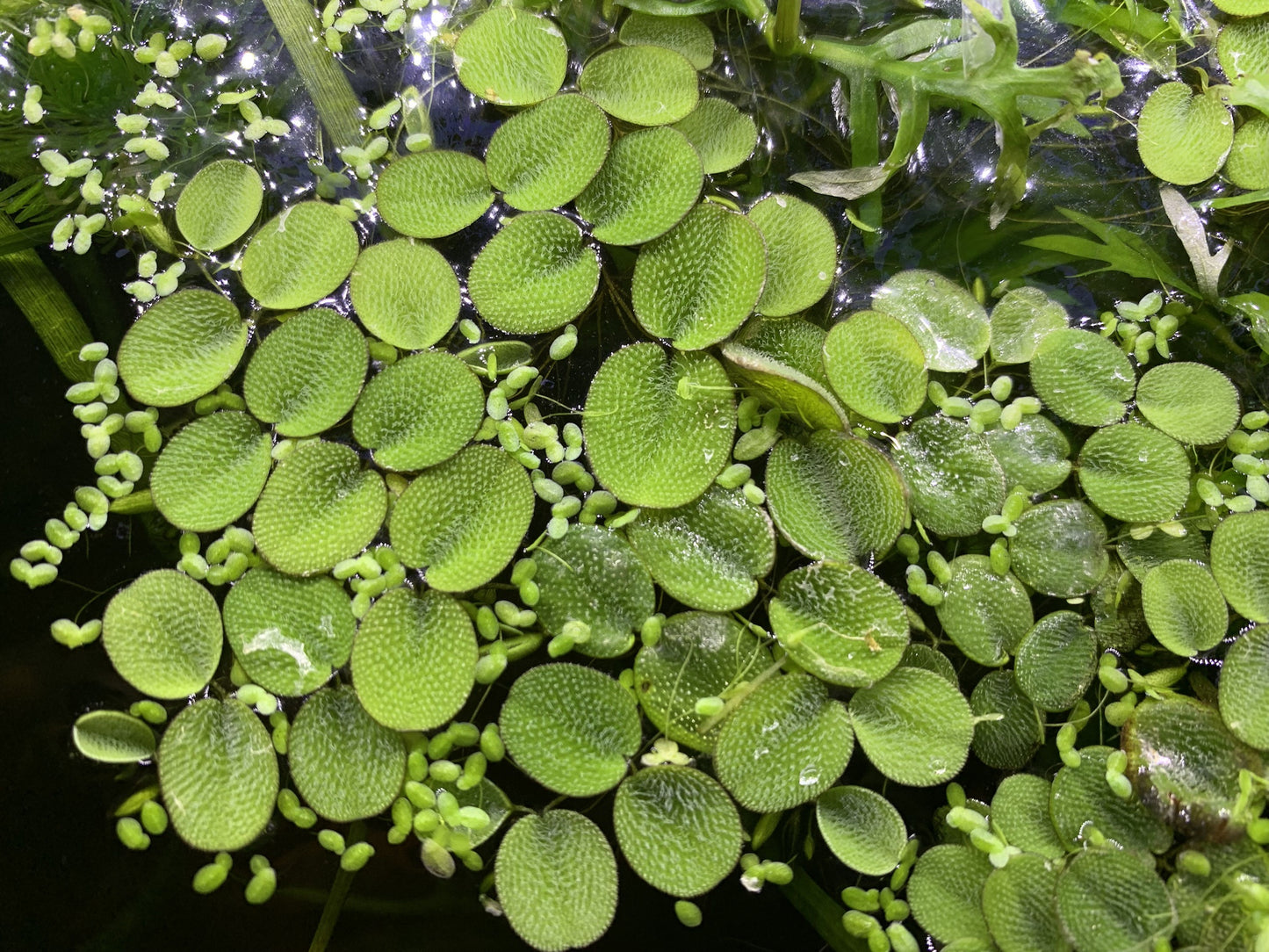 Water Spangles (Salvinia Minima)