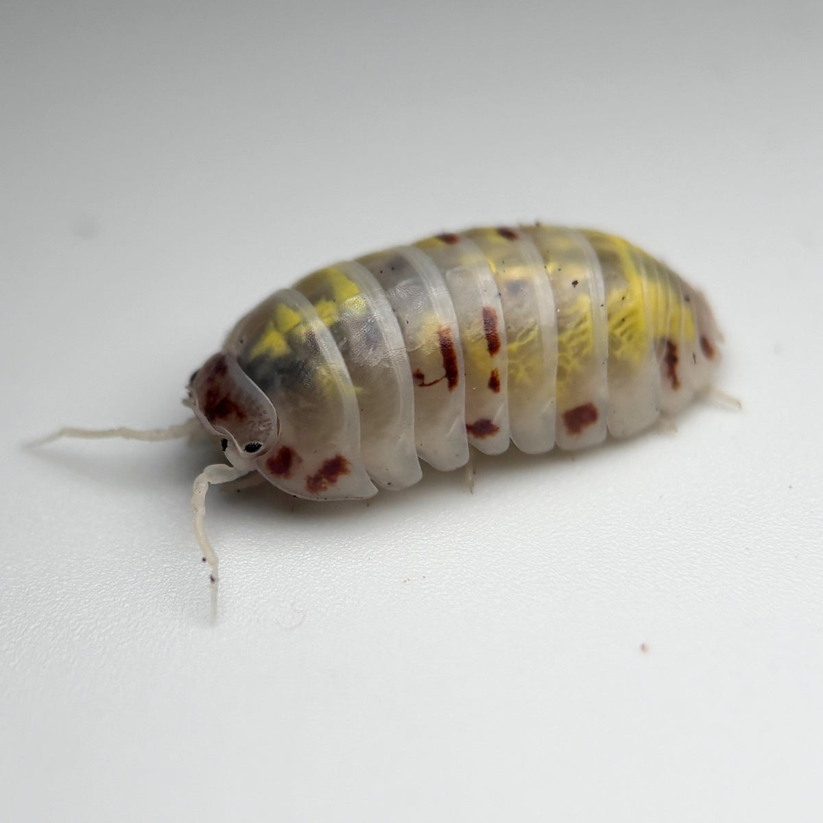Armadillidium vulgare “Japanese Magic Potion”