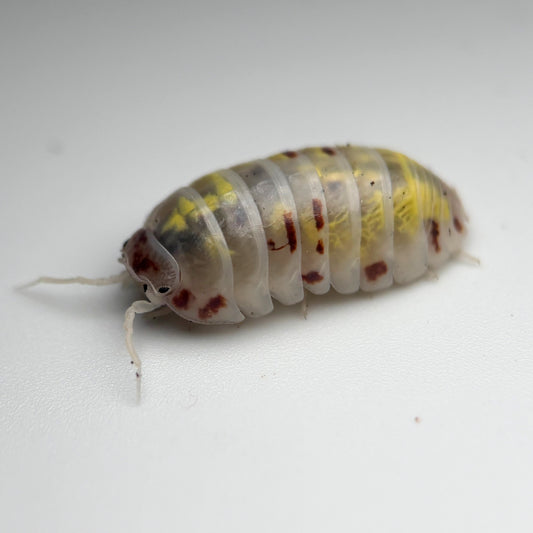 Armadillidium vulgare “Japanese Magic Potion”