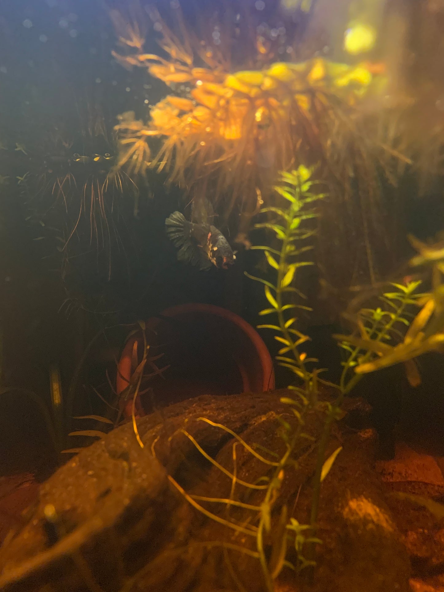 Water Spangles (Salvinia Minima)