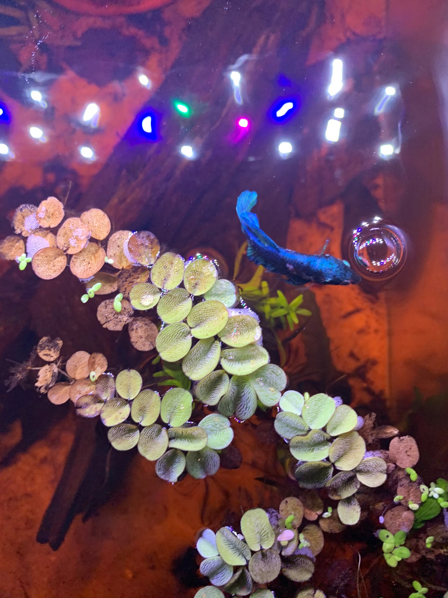 Water Spangles (Salvinia Minima)