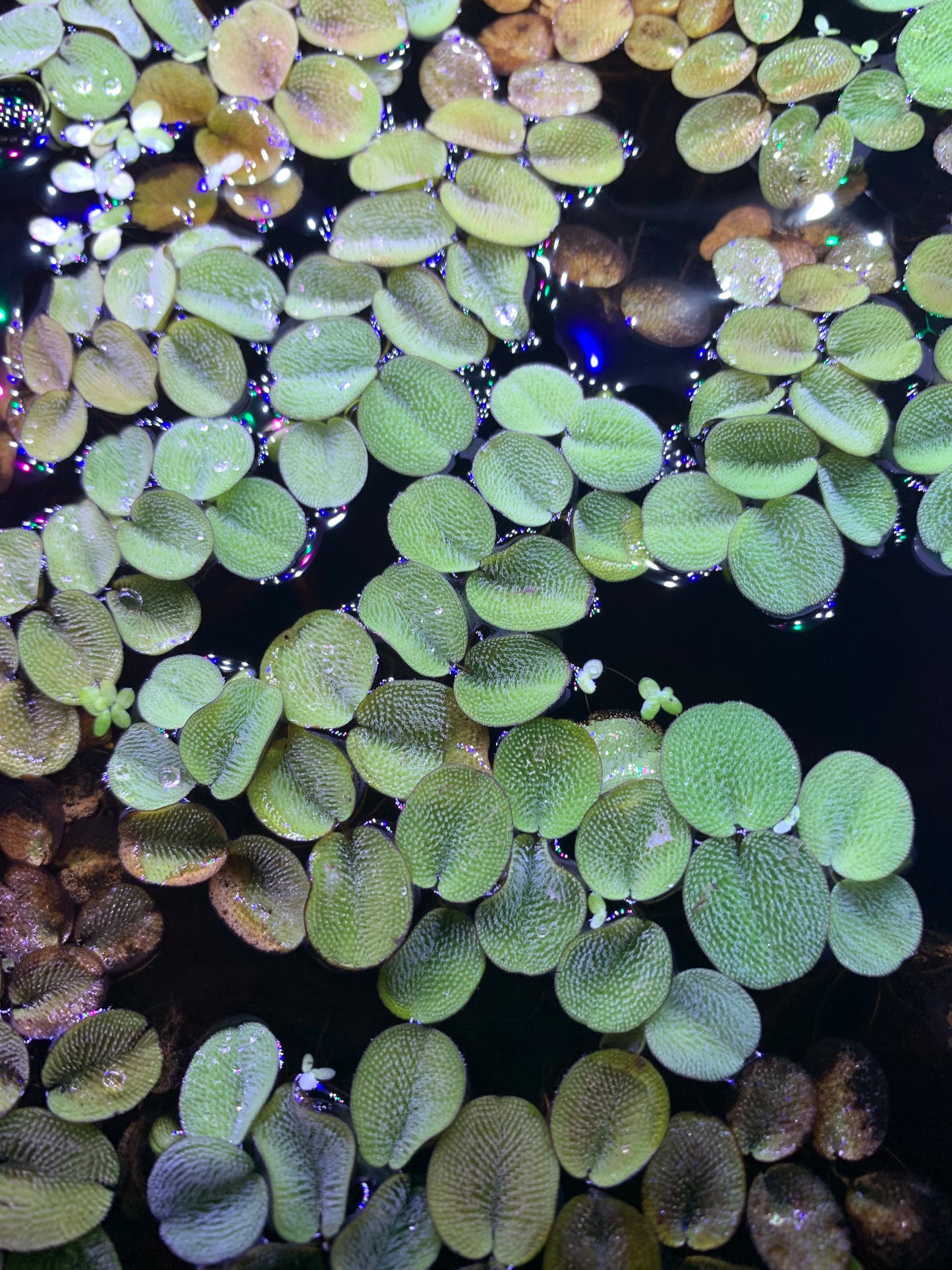 Water Spangles (Salvinia Minima)