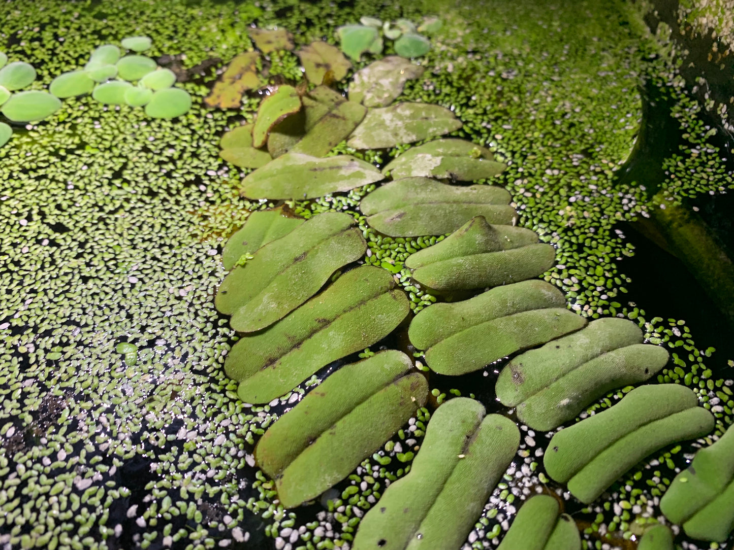 Salvinia Oblongifolia