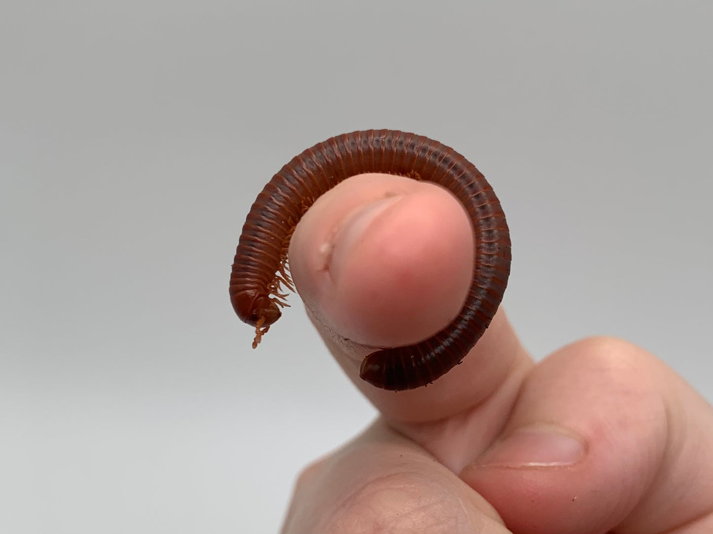 WC Scarlet Millipede