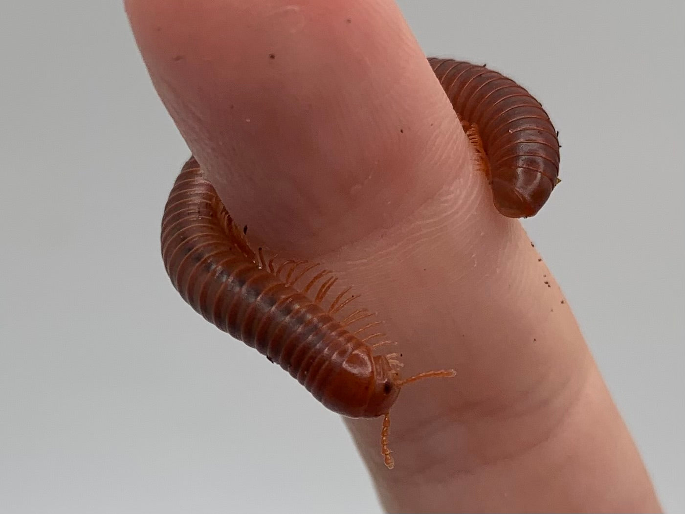WC Scarlet Millipede
