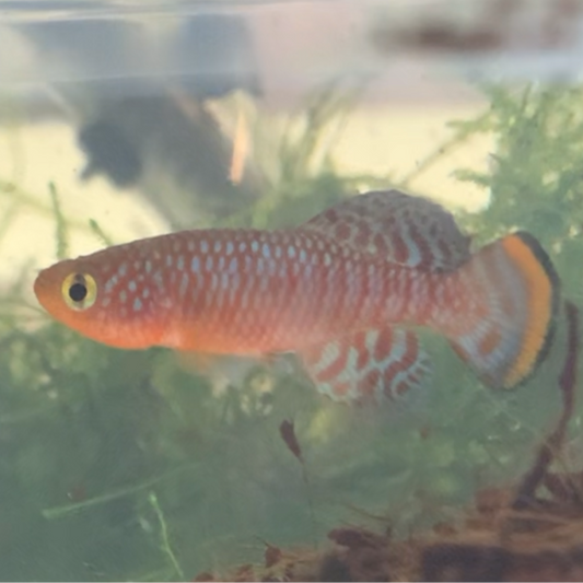 Nothobranchius rachovii