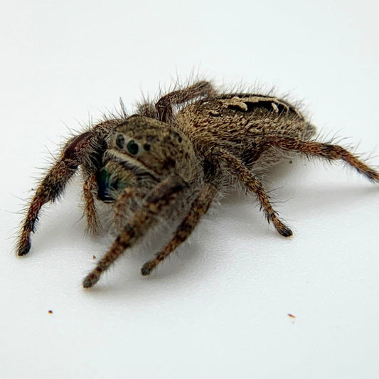 Texas Jumping Spider