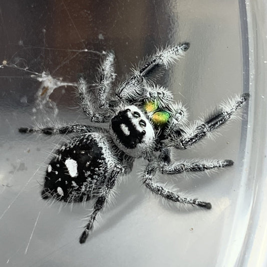 Recessive White [Male] Regal Jumping Spider