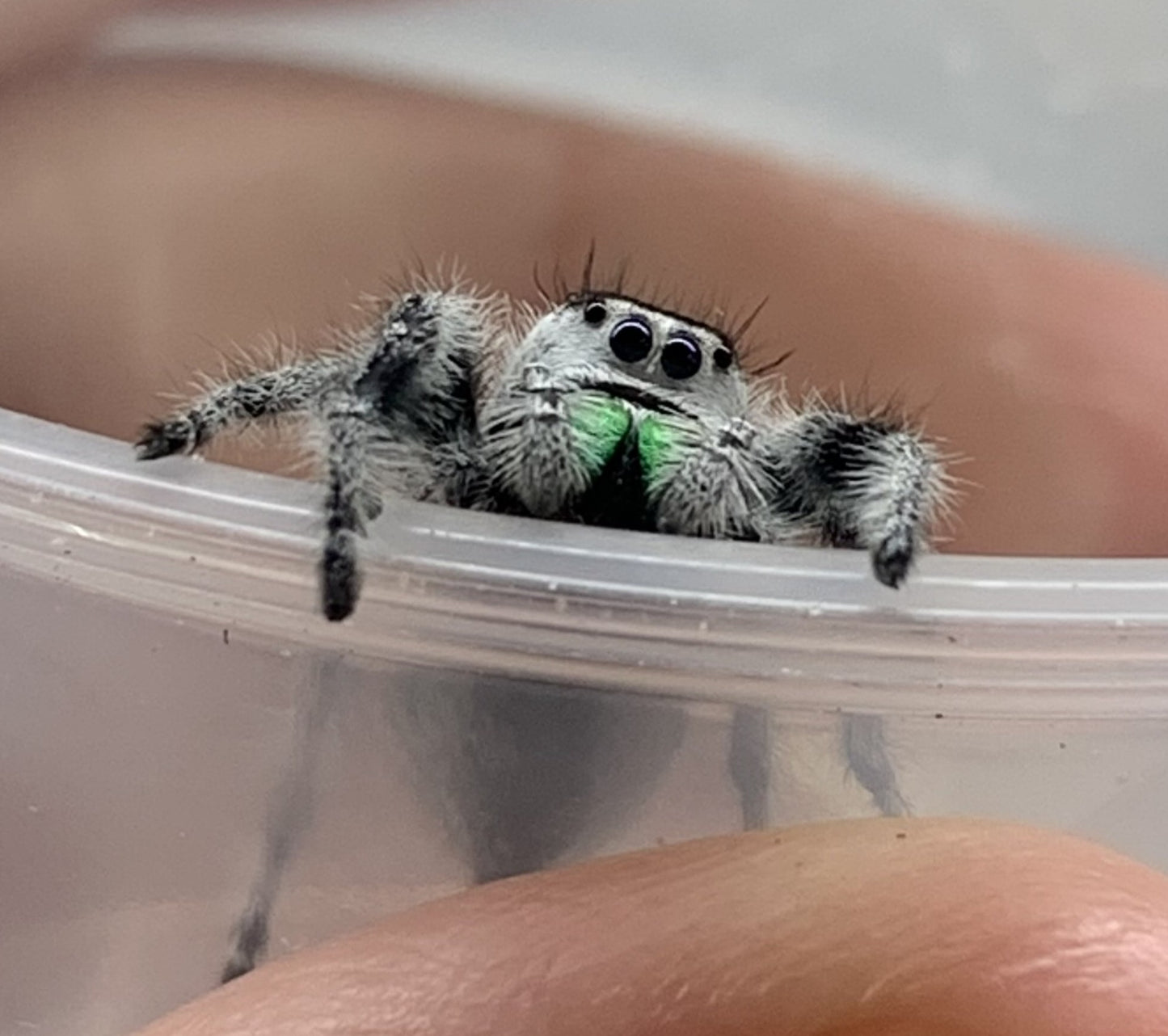 Recessive White [Male] Regal Jumping Spider