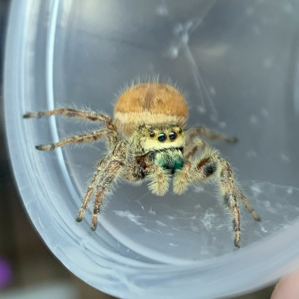 Brilliant Jumping Spider