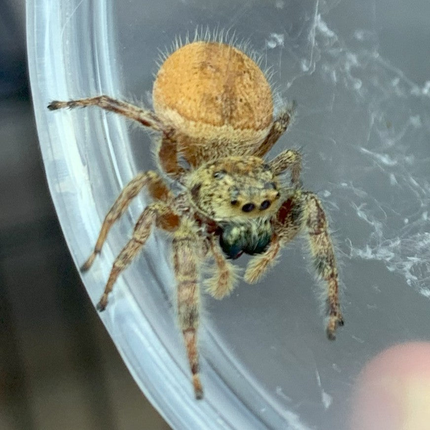 Brilliant Jumping Spider