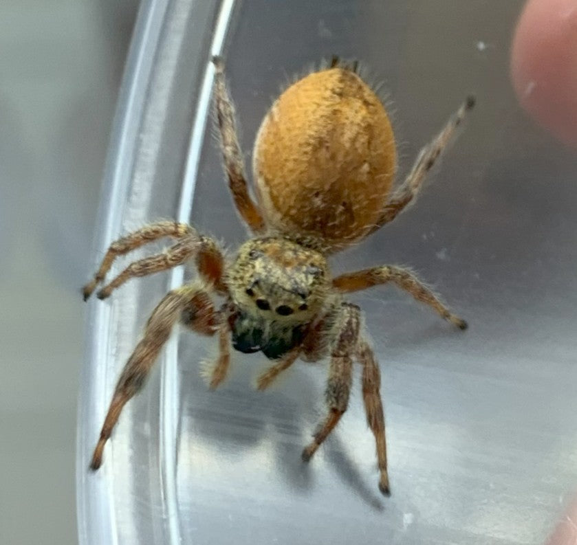 Brilliant Jumping Spider