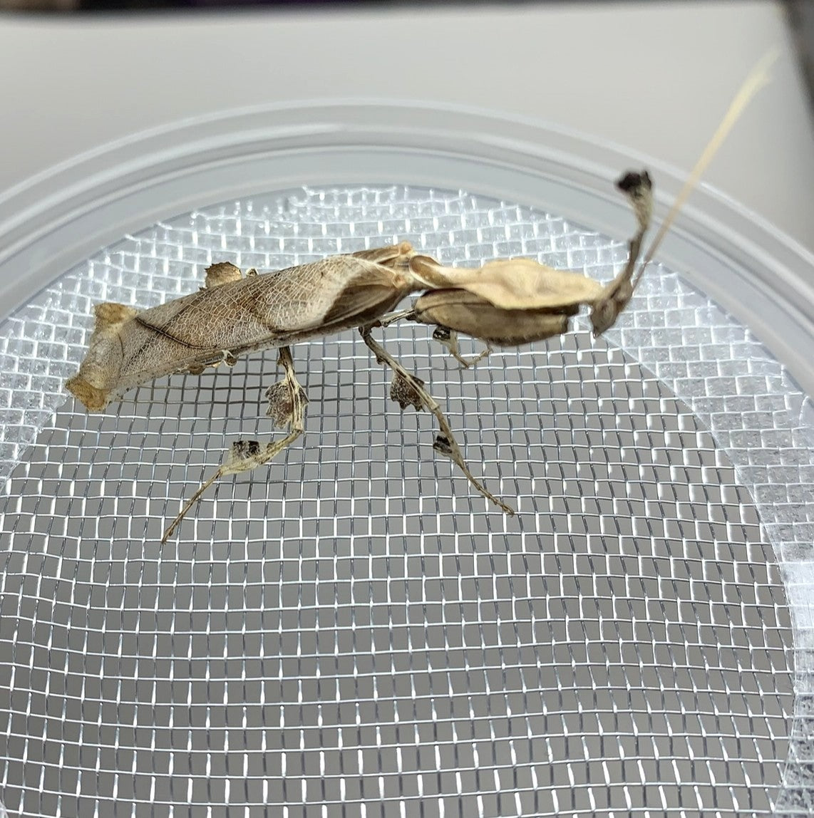 Ghost Mantis (Phyllocrania paradoxa)