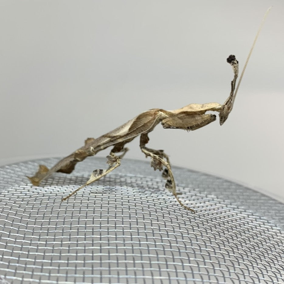 Ghost Mantis (Phyllocrania paradoxa)