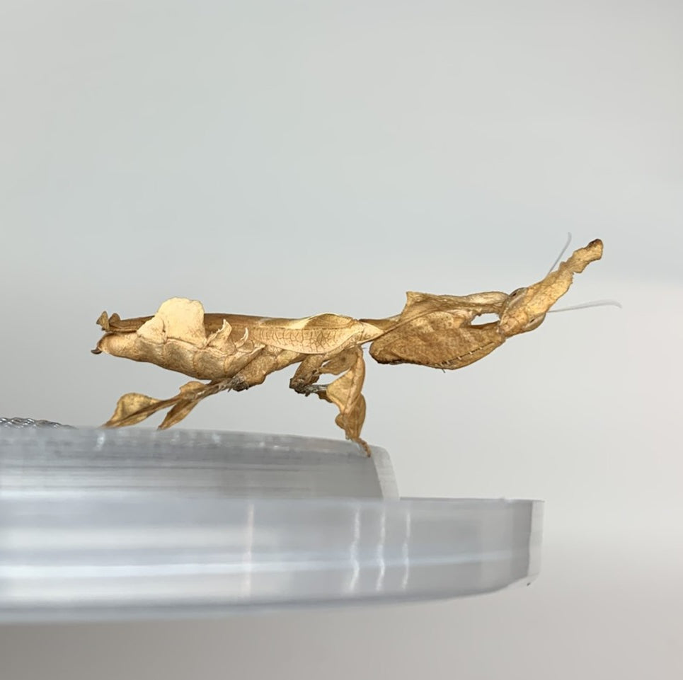 Ghost Mantis (Phyllocrania paradoxa)
