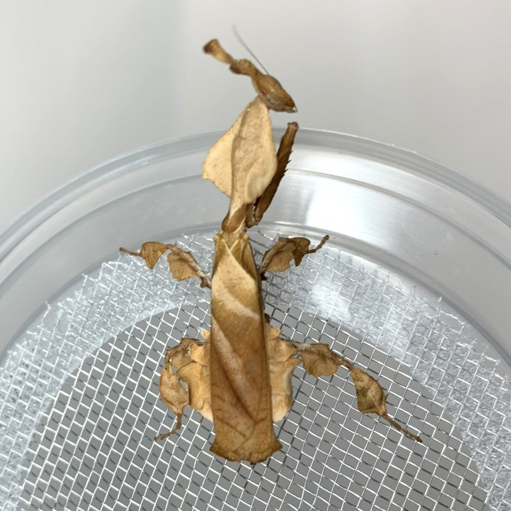 Ghost Mantis (Phyllocrania paradoxa)