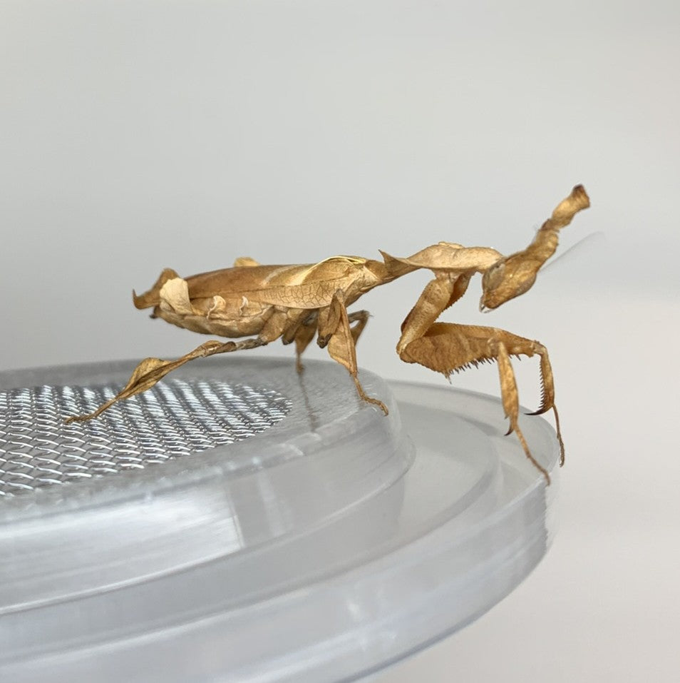 Ghost Mantis (Phyllocrania paradoxa)