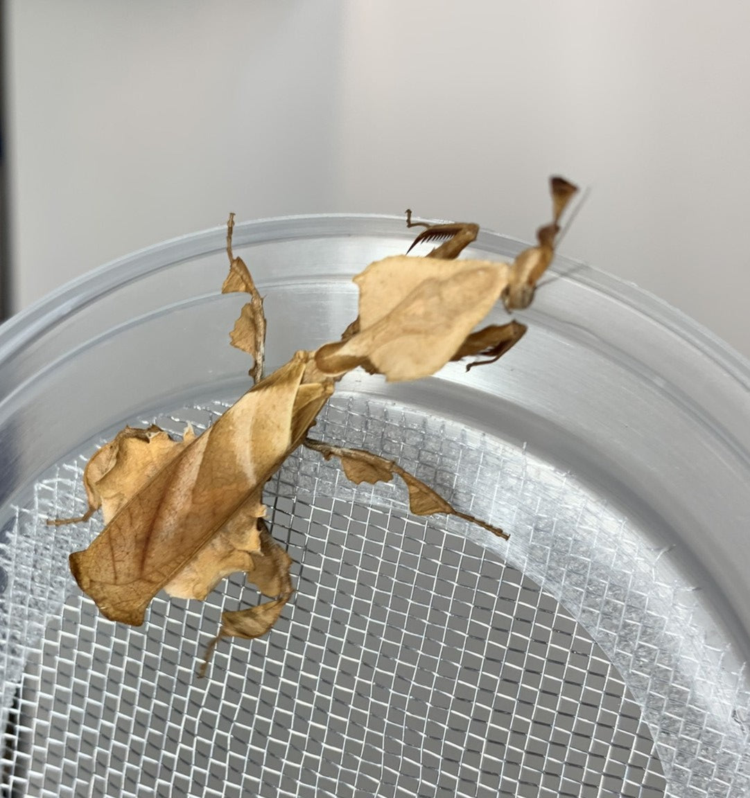 Ghost Mantis (Phyllocrania paradoxa)