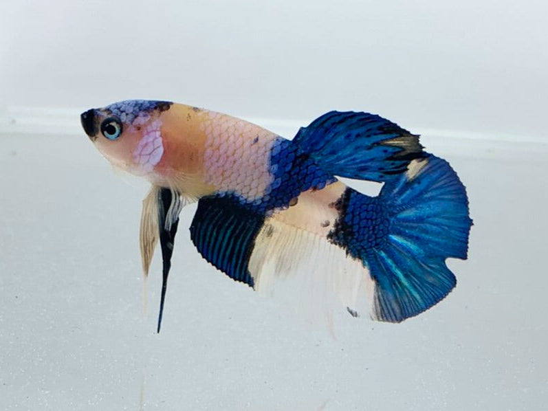 Yellow Koi Betta Fish | Assorted