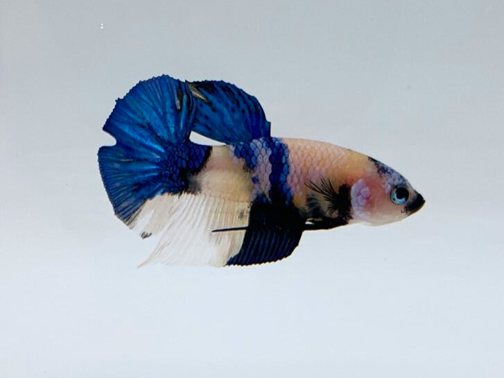 Yellow Koi Betta Fish | Assorted