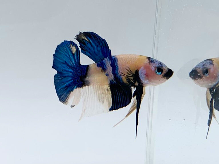 Yellow Koi Betta Fish | Assorted