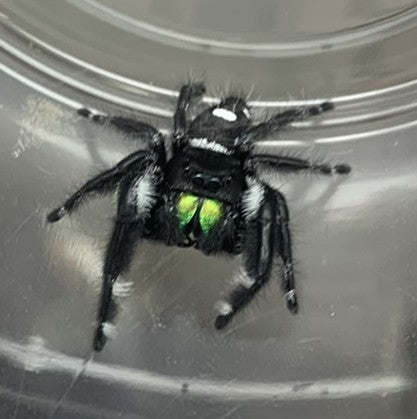 Recessive White [Male] Regal Jumping Spider