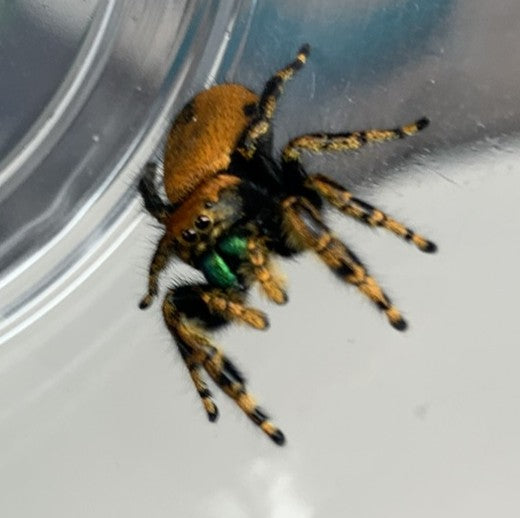 Florida Apache Jumping Spider