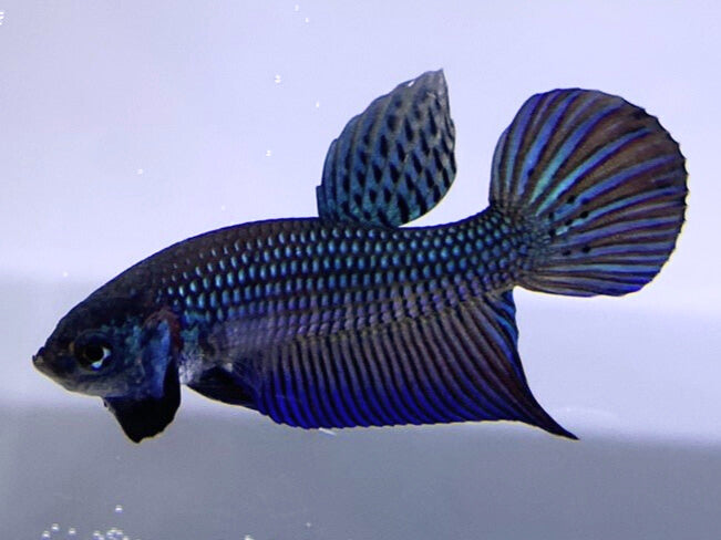 Green Wild Type Hybrid | Male | S2-05 | WYSIWYG Betta Fish