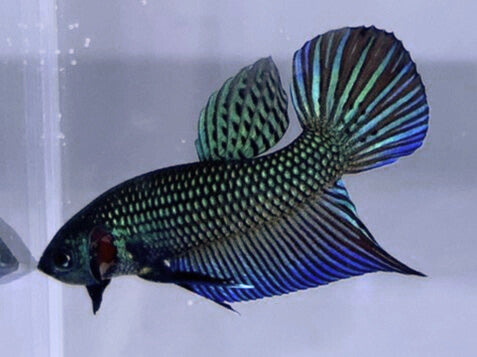 Green Wild Type Hybrid | Male | S2-05 | WYSIWYG Betta Fish