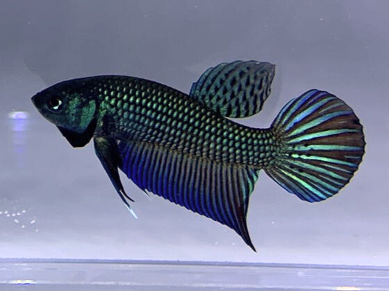 Green Wild Type Hybrid | Male | S2-05 | WYSIWYG Betta Fish