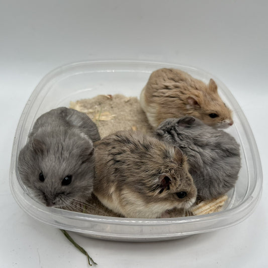 🐹 Campbell's Dwarf Hamster Reservation