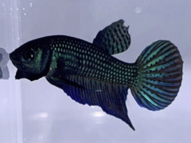 Green Wild Type Hybrid | Male | S2-6 | WYSIWYG Betta Fish