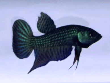 Green Wild Type Hybrid | Male | S2-6 | WYSIWYG Betta Fish