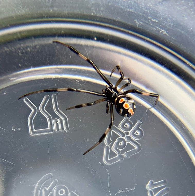 Southern Black Widow
