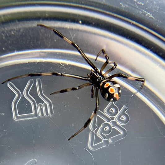Southern Black Widow