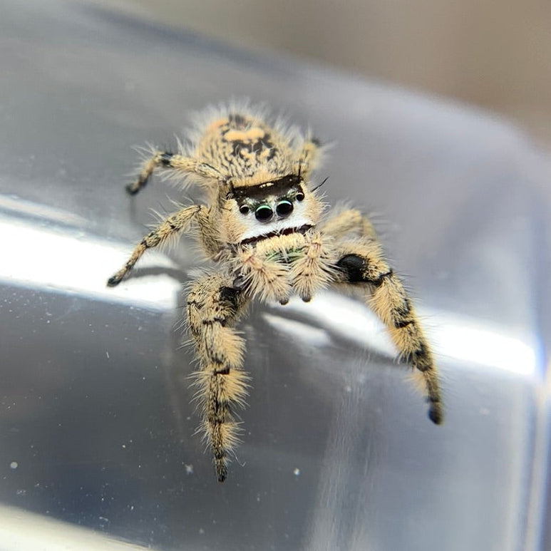 Canopy Jumping Spider