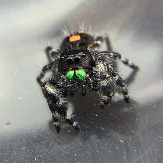 Bryantae Bold Jumping Spider