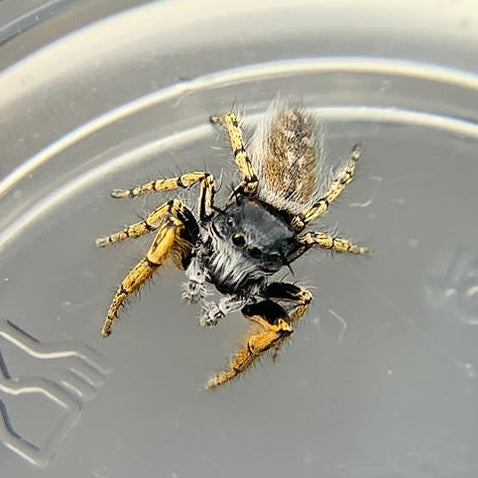 High Eyelashed Jumping Spider