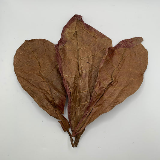 Indian Almond Leaves