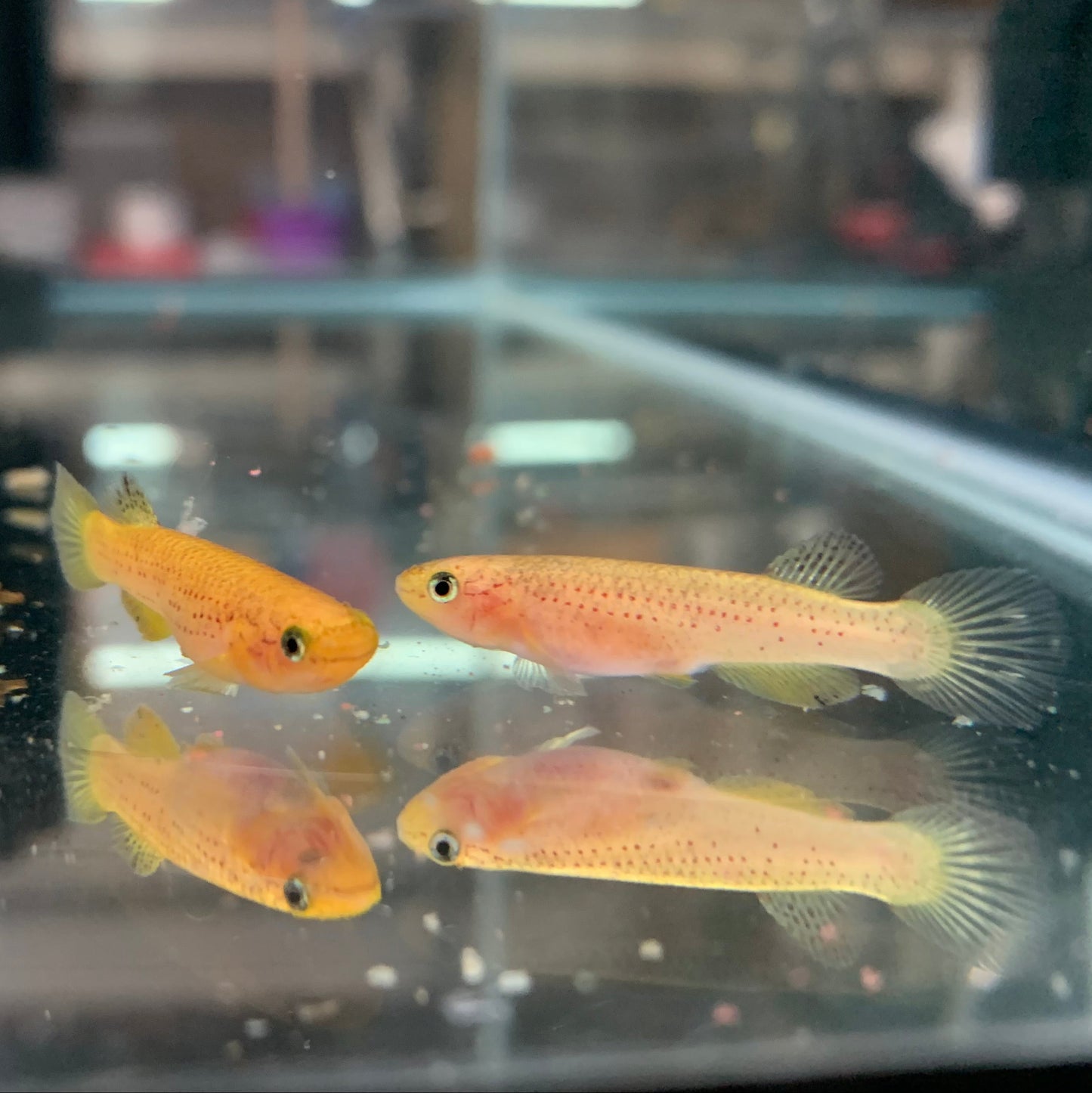 [Eggs] Aphyosemion australe "Gold Lyretail"