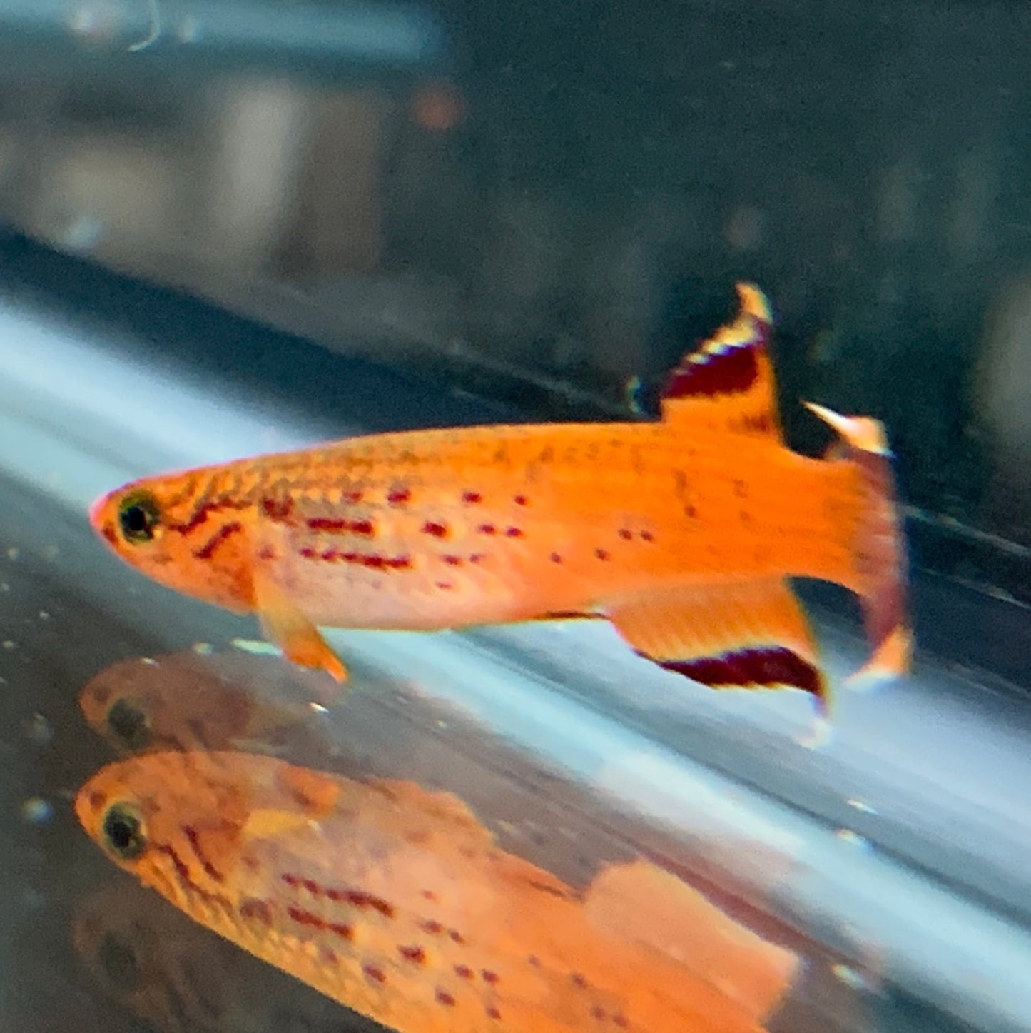 [Eggs] Aphyosemion australe "Gold Lyretail"