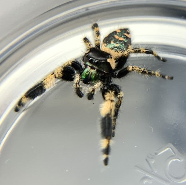 Canopy Jumping Spider