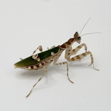 Asian Flower Mantis (Creobroter apicalis)