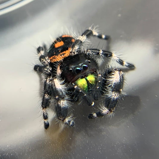 Bryantae Bold Jumping Spider