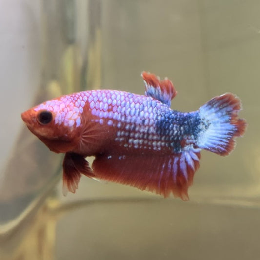 Red Fancy Hellboy | Male | S3/M3 | WYSIWYG Betta Fish