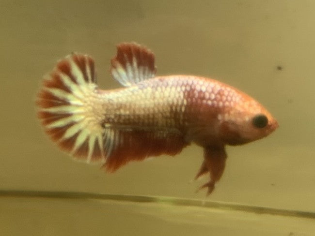 Red Fancy | Male | S3/M4 | WYSIWYG Betta Fish