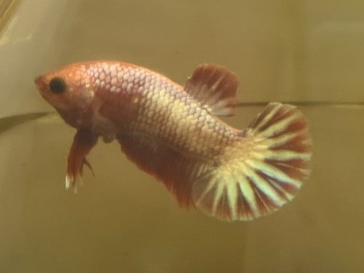 Red Fancy | Male | S3/M4 | WYSIWYG Betta Fish