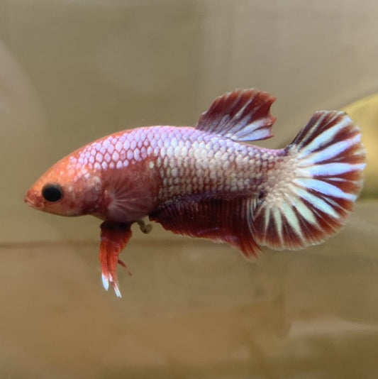 Red Fancy | Male | S3/M4 | WYSIWYG Betta Fish